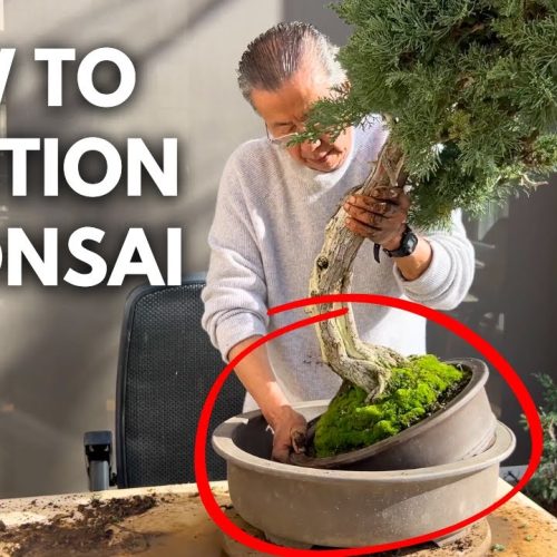 Prostrata Juniper Bonsai Transformation from Auction