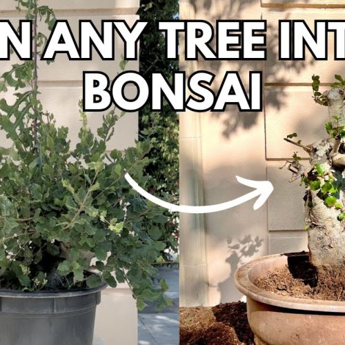 Turn Any Tree Into Bonsai (Beginner-Friendly Method)
