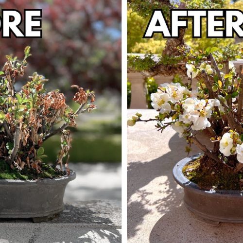 Save a Dying Bonsai: Emergency Rescue Steps