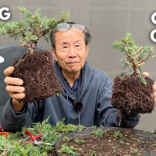 Wiring vs Clip & Grow: Which Bonsai Method Is Better?
