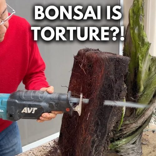 Is Bonsai Cruel? The Ethics and Nature of Bonsai Art