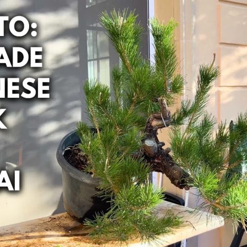Japanese Black Pine Cascade Bonsai: Styling a Mature Pine