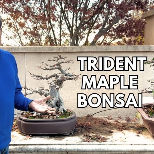 Trident Maple Bonsai: 25-Year Transformation