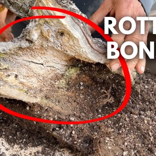 Rotten Stump Bonsai Transformation: Step-by-Step