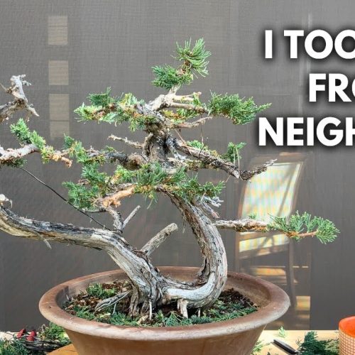 Juniper Bonsai from Hedge Cutting: Step-by-Step Transformation