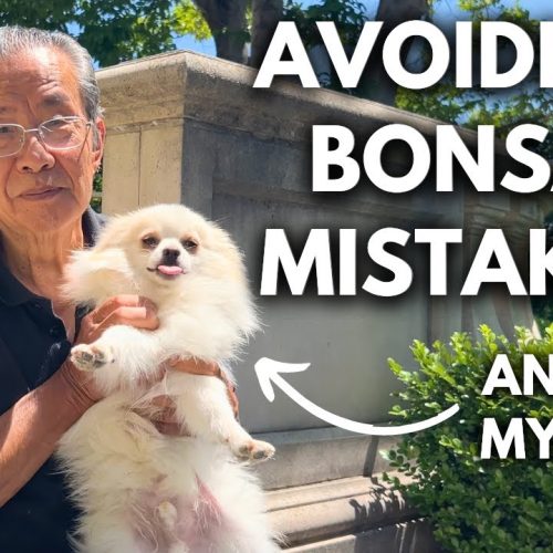 How to Avoid Mistakes in Bonsai (Beginner-Proof Checklist)