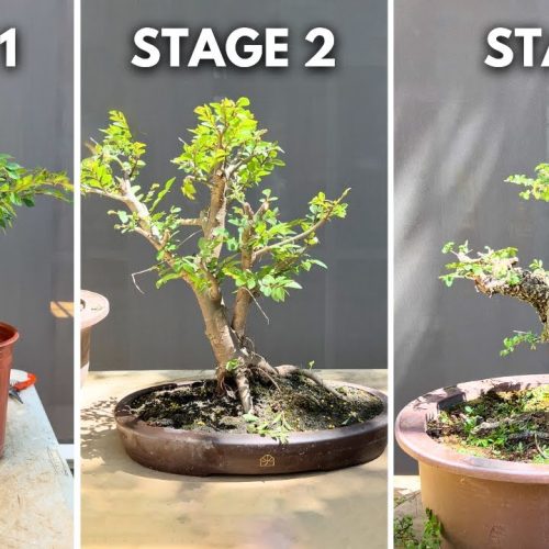 Elm Bonsai Growth Stages: From Sapling to Mature Tree
