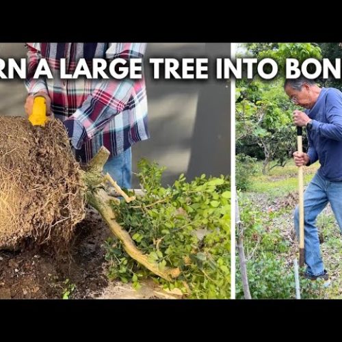 Turn a Large Tree into Bonsai: Digging, Cutting, and Training (Q&A)