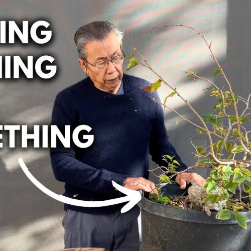 Stump Bonsai Transformation: From Trash to a Beautiful Bonsai