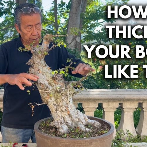 Chinese Elm Bonsai Transformation: Old Stump to Respectable Bonsai