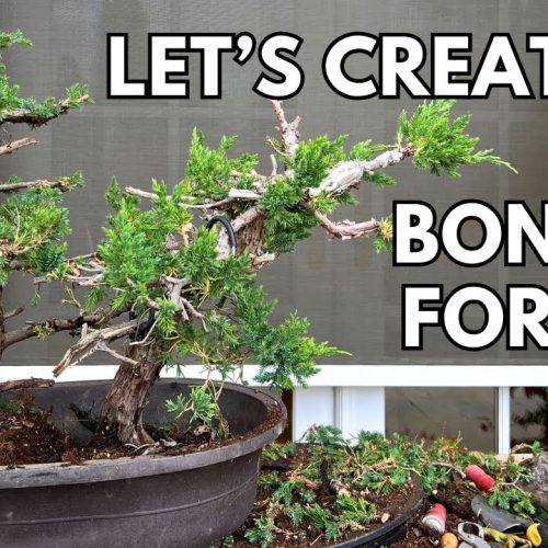 Bonsai Forest Project: Build a Bonsai Forest (Part 1)