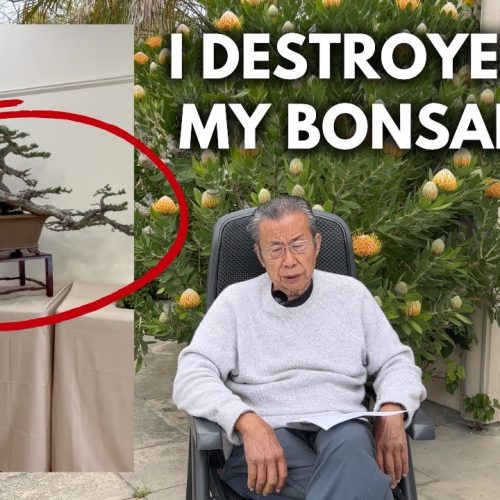 John Naka and Milton’s First Show Bonsai: Lessons Learned (Q&A)
