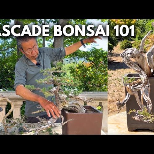Cascade Bonsai Guide: Make Small and Big Cascades