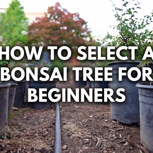 How to Choose Your First Bonsai Tree (Size, Style, Purpose)
