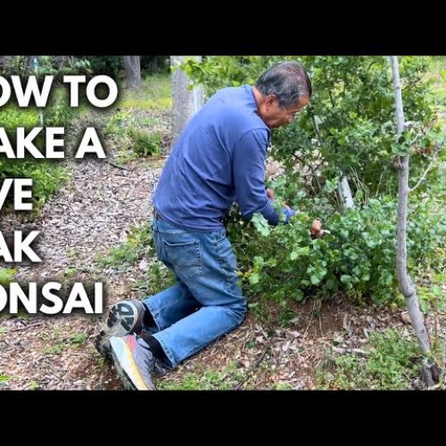 Oak Bonsai Update: Cutting Down an Oak and Training It into Bonsai