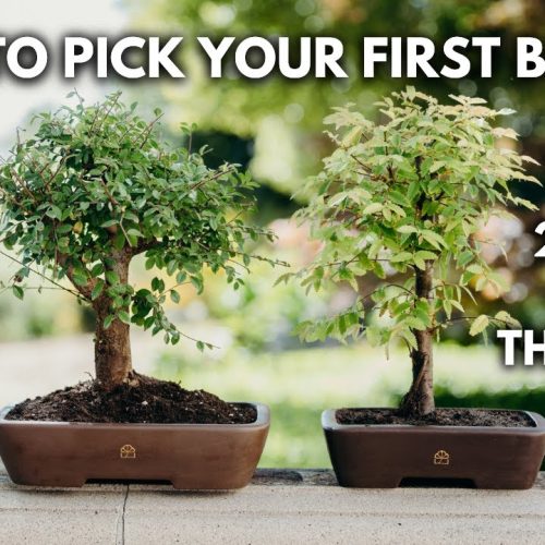 Bonsai 101 – Chapter 1: Considerations for Your First Bonsai