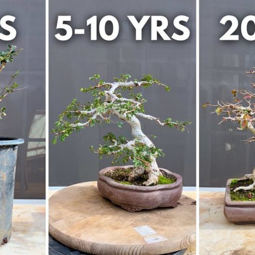 Elm Bonsai: Working on 3 Trees of Different Ages