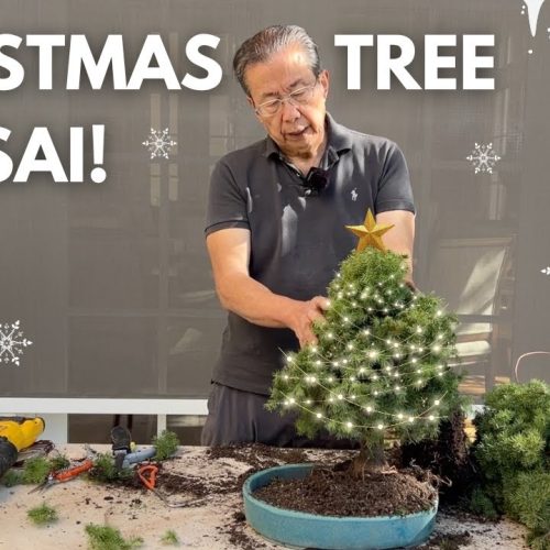 Christmas Tree Bonsai: How to Turn a Christmas Tree into Bonsai