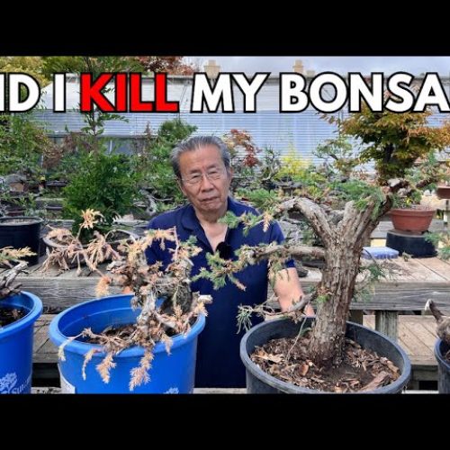 Bonsai Progress Update: Which Trees Survived?