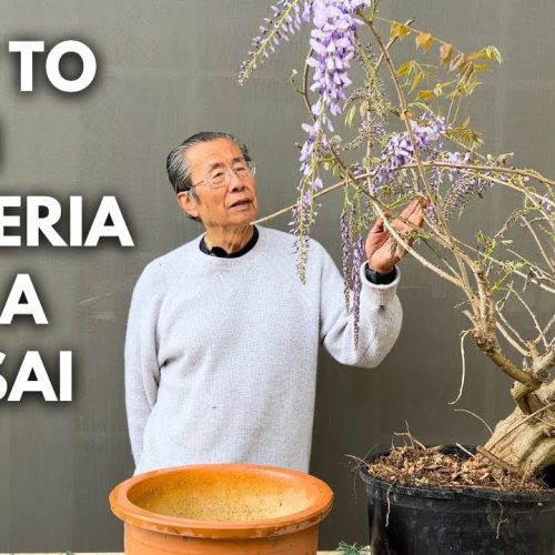 Wisteria Bonsai: How to Turn Wisteria into Bonsai