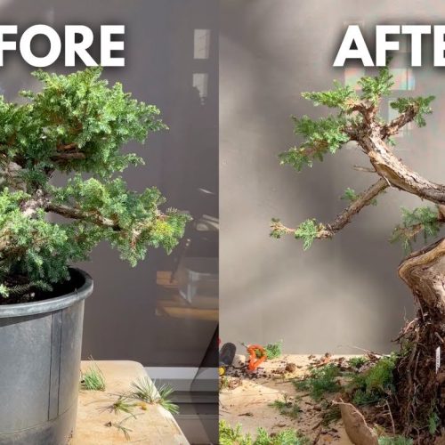 Juniper Bonsai from the Ground: Step-by-Step Transformation