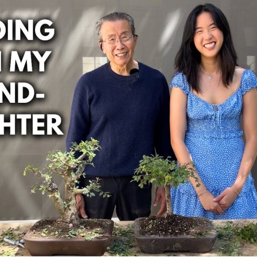 Chinese Elm Bonsai for Beginners: First Styling Lesson
