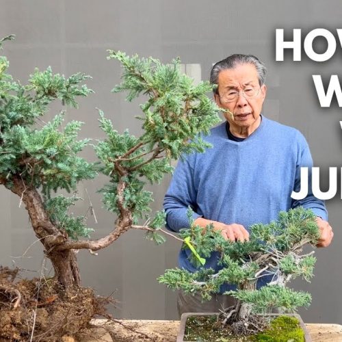 Working on Big and Small Juniper Bonsai (Techniques + Care)