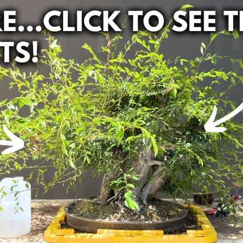 Overgrown Bonsai Transformation: Turn a Mess into Show-Ready