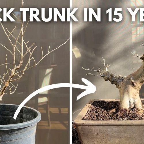Chinese Hackberry Bonsai: 15-Year Seedling Transformation