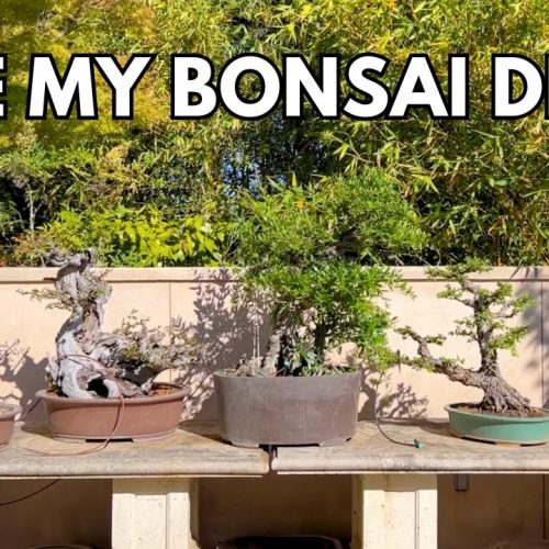 How to Get Bonsai Ready for a Show (Dry Bonsai Fix) (Q&A)