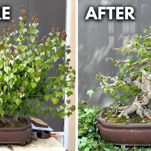 Trident Maple Bonsai: Refine an Old Tree for a Bonsai Show