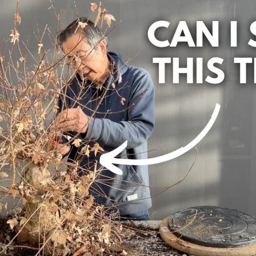 Dried-Out Bonsai Rescue: Can You Save a Dead Bonsai?