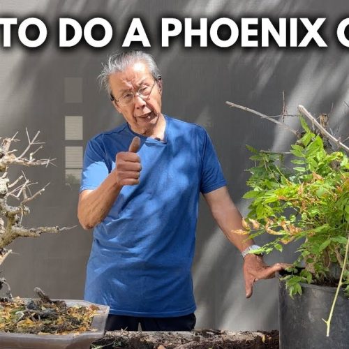 Phoenix Graft Bonsai Technique: Revive a Near-Death Tree