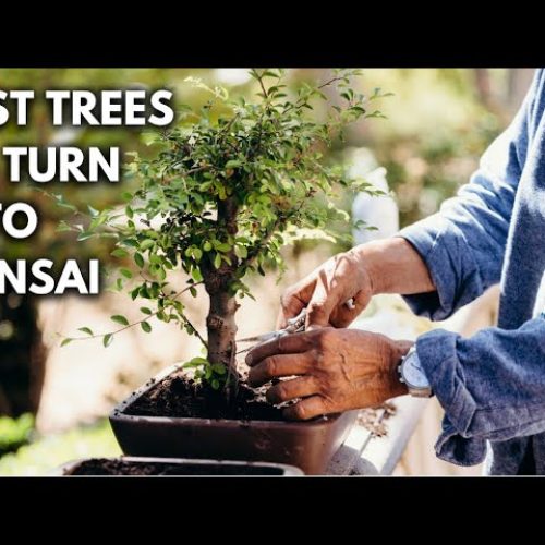 Bonsai 101 – Chapter 8: Easiest Trees to Turn Into a Bonsai