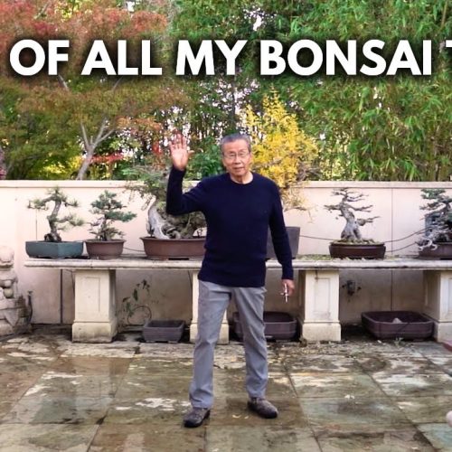 Milton’s Bonsai Collection Tour (Spring 2025 Update)