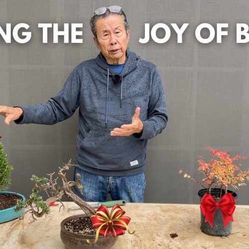 Bonsai Gift Ideas: Making Bonsai Gifts for Friends and Family