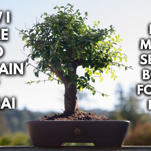 How Milton Makes Bonsai: Maintaining and Making His Trees
