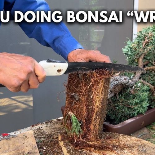 Traditional vs Modern Bonsai: Which Approach Is Best?