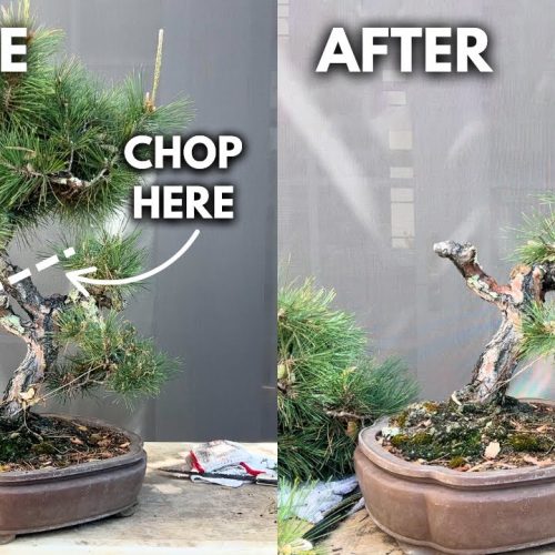 Pine Bonsai Transformation: Bonsai Shock Drastic Styling