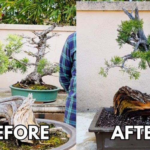 Repotting a 500-Year-Old Bonsai: Step-by-Step