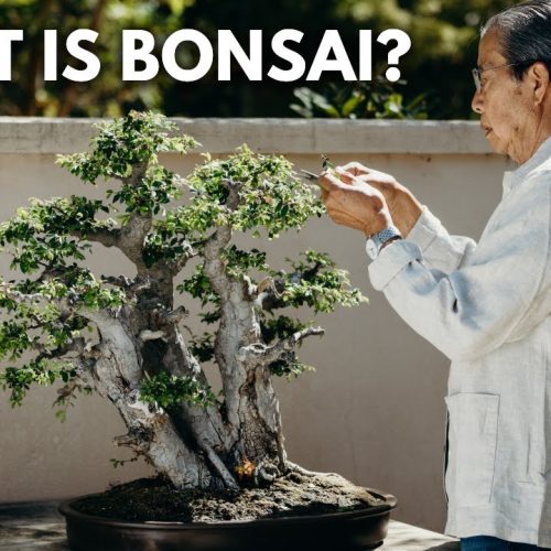 Bonsai 101 – Chapter 2: The Meaning of Bonsai (Past, Present, and Future)