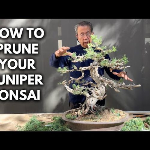 Juniper Bonsai Pruning: How to Get Branching in the Right Places
