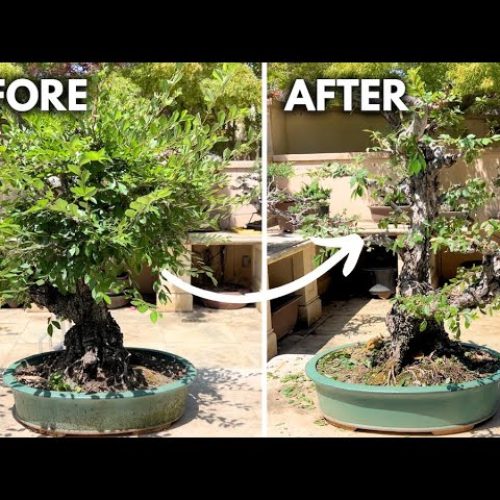 Chinese Elm Spring Pruning: From Overgrown to Stunning