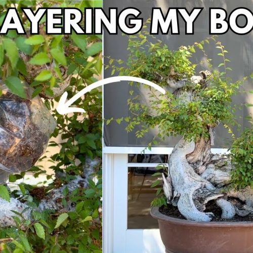 Air Layering Zelkova Bonsai: 75-Year-Old Tree from Taiwan