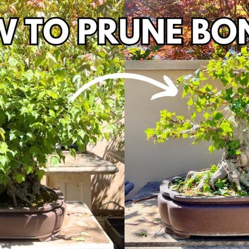 How to Prune a Bonsai Tree (Beginner Refresher)