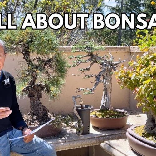 Bonsai Styling & Shaping: Clip & Grow + Inspiration (Q&A)