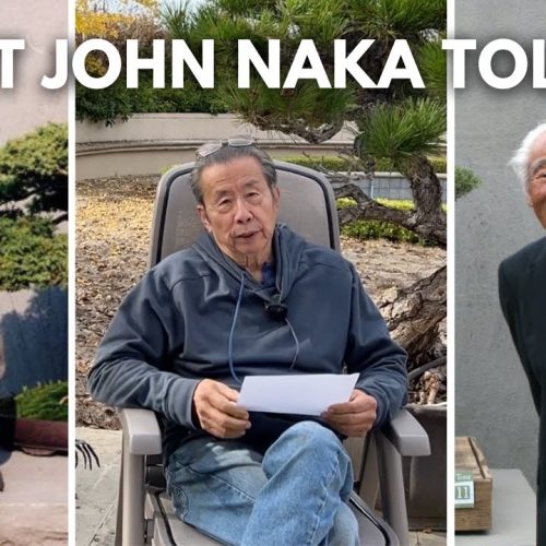 How to Become a Bonsai Master (Q&A)