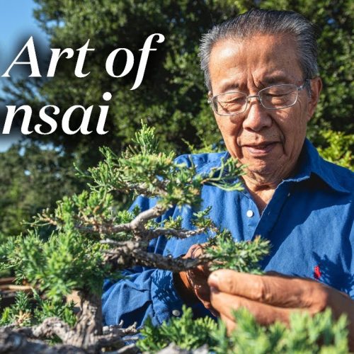 Welcome to Bonsai Heirloom!