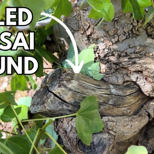 Bonsai Wiring Scars + Bonsai Business Advice (Q&A)