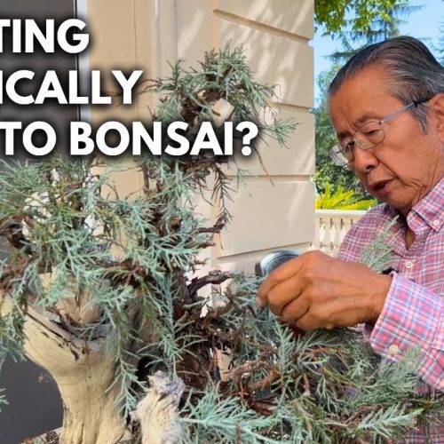 Does a PhD Help with Bonsai? Science Behind Better Bonsai